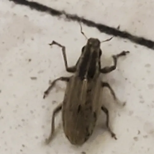 Pea Weevil
