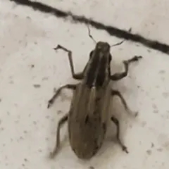 Pea Weevil thumbnail 1