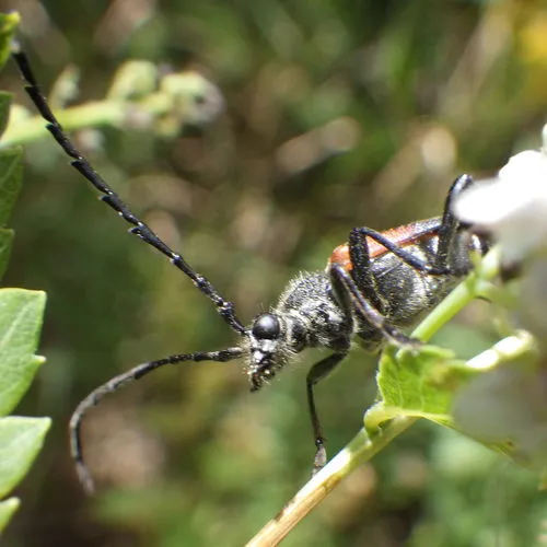 Red-shouldered Pine Borer