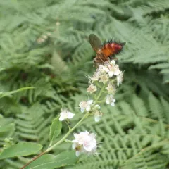 Hystricia abrupta thumbnail 1