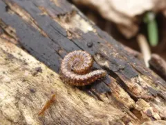 Craspedosoma rawlinsii thumbnail 4