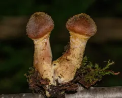 Armillaria sinapina thumbnail 3