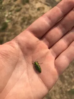 Yellow-spotted Jewel Beetle thumbnail 4