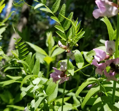 Bush Vetch