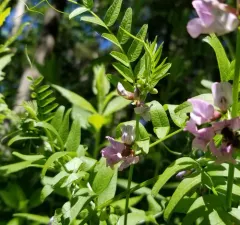 Bush Vetch thumbnail 1