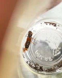 Immaculate Rove Beetle thumbnail 3