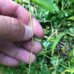 white grass thumbnail 2
