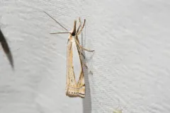 Crambus lyonsellus thumbnail 2