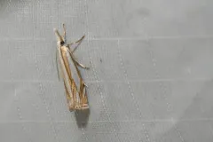 Young's Grass-veneer thumbnail 4