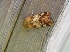 Northern Flower Moth thumbnail 3