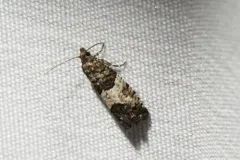 Larch-bud Moth thumbnail 2