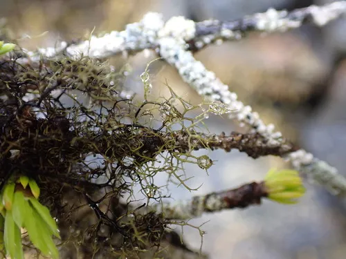 Bicolored Horsehair Lichen