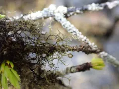 Bicolored Horsehair Lichen thumbnail 1