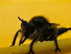 Laphria partitor thumbnail 4