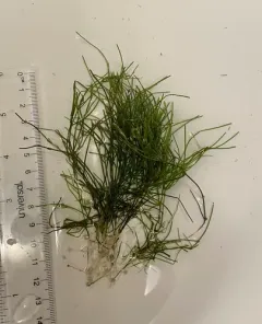 Starry Stonewort thumbnail 4