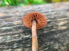Cortinarius anthracinus thumbnail 2