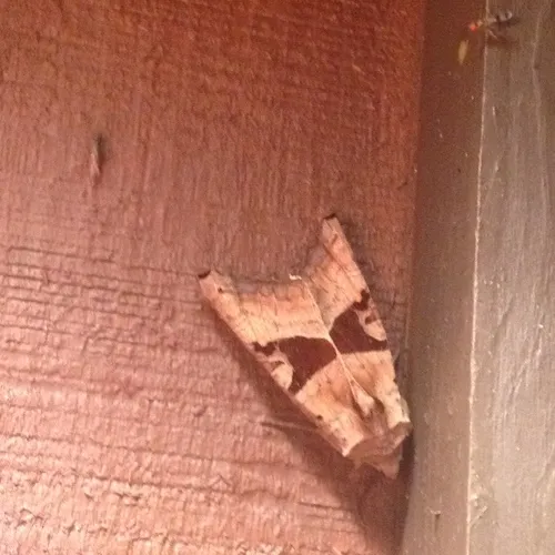 Brown Angle Shades