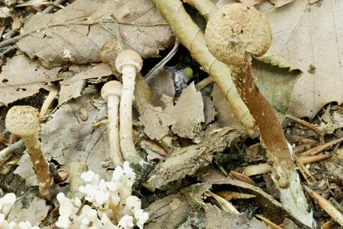 Inosperma apiosmotum
