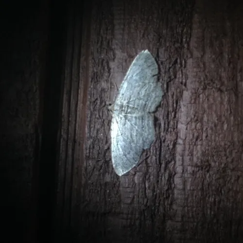 Brown Bark Carpet Moth