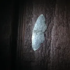 Brown Bark Carpet Moth thumbnail 1