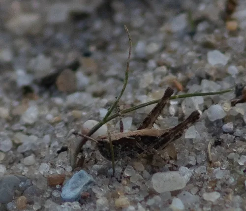 Spotted-winged Grasshopper