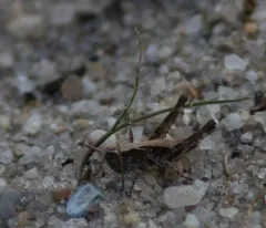 Spotted-winged Grasshopper thumbnail 1