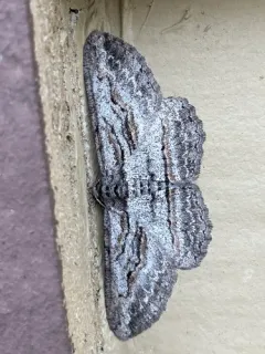 Mountain Mahogany Looper Moth thumbnail 2