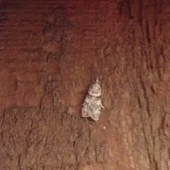 Double-striped Scoparia Moth thumbnail 1