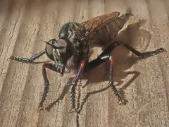 Machimus callidus thumbnail 3