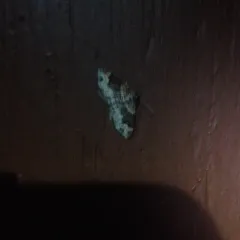 Dark-barred Twin-spot Carpet thumbnail 2