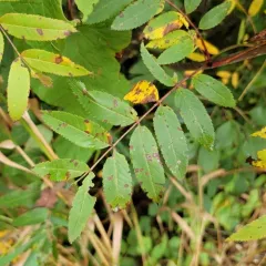 showy mountain-ash thumbnail 3