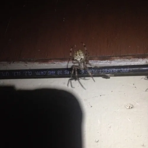 Nordmann's Orbweaver