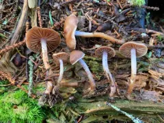 Cortinarius neofallax thumbnail 4