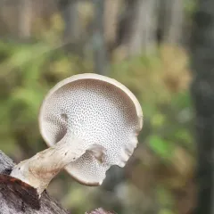 Winter polypore thumbnail 3