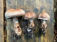 Cortinarius suberi thumbnail 4