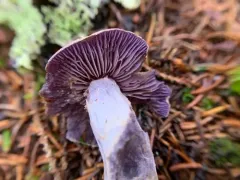 Cortinarius harvardensis thumbnail 4