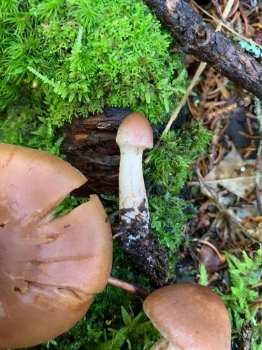 Cortinarius orasericeus
