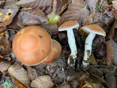 Cortinarius cinnamoviolaceus thumbnail 2