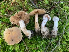 Cortinarius malachius thumbnail 2