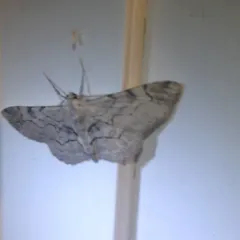 Bent-line Gray thumbnail 1