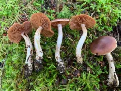 Cortinarius tortuosus thumbnail 3