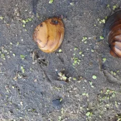 Butterfly Mussel thumbnail 4