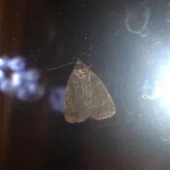 Rotund Idia Moth thumbnail 2