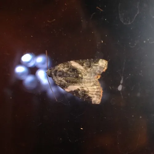 Pink-barred Pseudeustrotia Moth