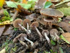 Cortinarius ferrugineovelatus thumbnail 3