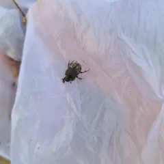 Small black-and-brown Dung Beetle thumbnail 3