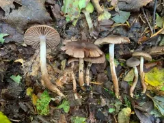 Cortinarius falsosus thumbnail 3