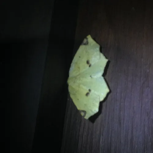 Variable Antepione Moth