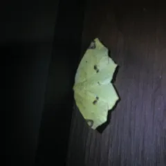 Variable Antepione Moth thumbnail 1