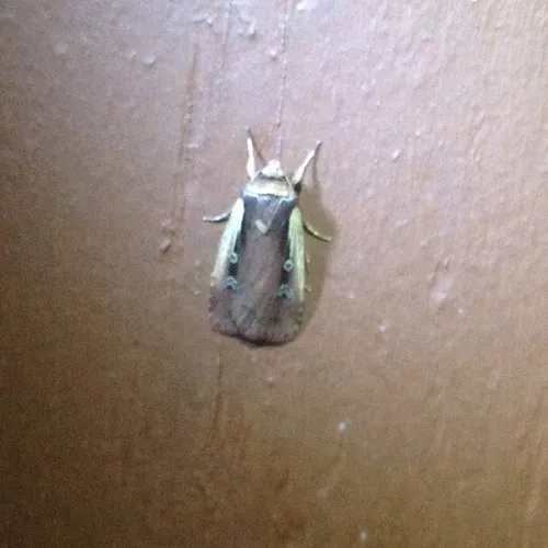 Flame-shouldered Dart